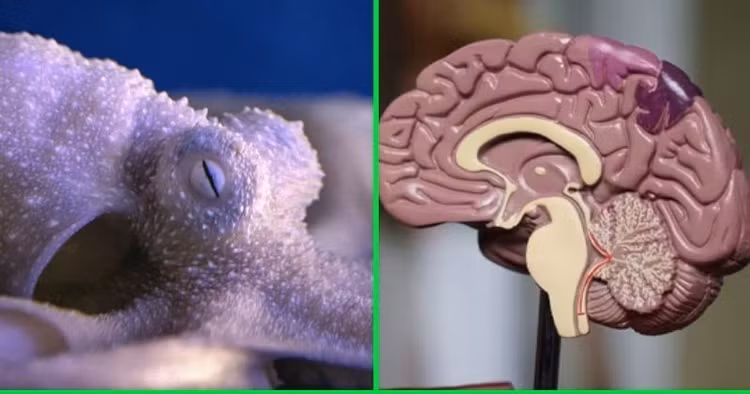 Tuyen bo chan dong con nguoi chung gene la voi loai ngoai hanh tinh-Hinh-6