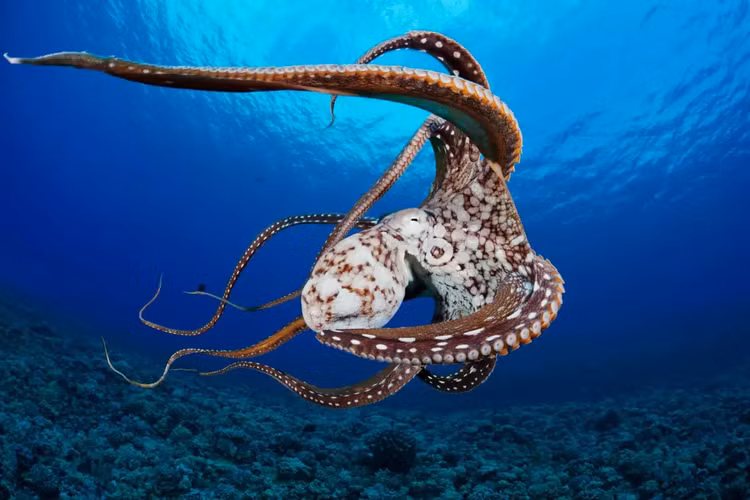 Tuyen bo chan dong con nguoi chung gene la voi loai ngoai hanh tinh-Hinh-8