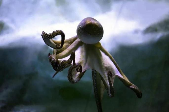 Tuyen bo chan dong con nguoi chung gene la voi loai ngoai hanh tinh-Hinh-3