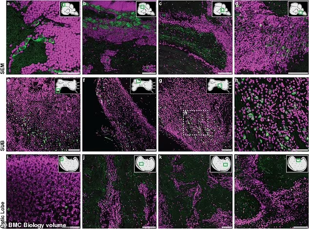Tuyen bo chan dong con nguoi chung gene la voi loai ngoai hanh tinh-Hinh-5