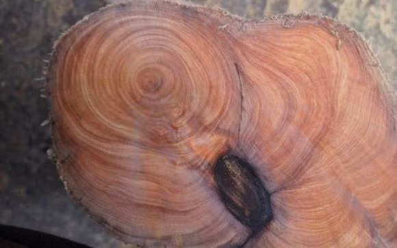 Loai go dat hon vang, toa huong thom tram ngan nam khong phai-Hinh-5