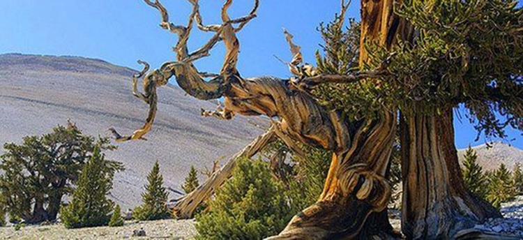 Loai go dat hon vang, toa huong thom tram ngan nam khong phai-Hinh-7