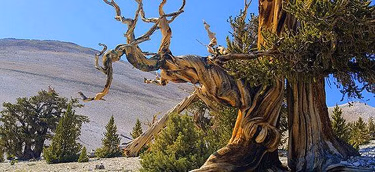 Loai go dat hon vang, toa huong thom tram ngan nam khong phai-Hinh-7