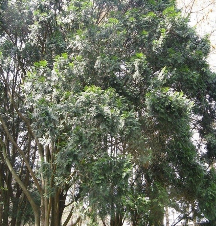 Loai go dat hon vang, toa huong thom tram ngan nam khong phai-Hinh-2