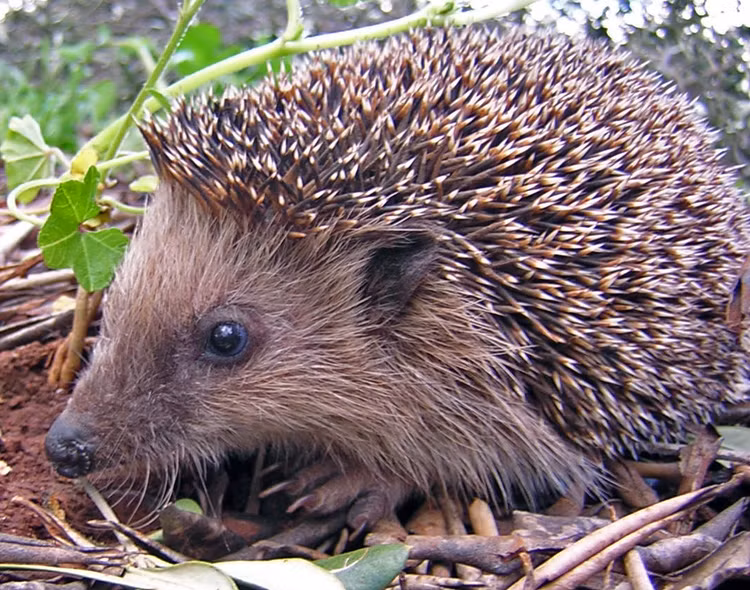 Hang mau san nhim, chu cho nhan cai ket dang long-Hinh-4