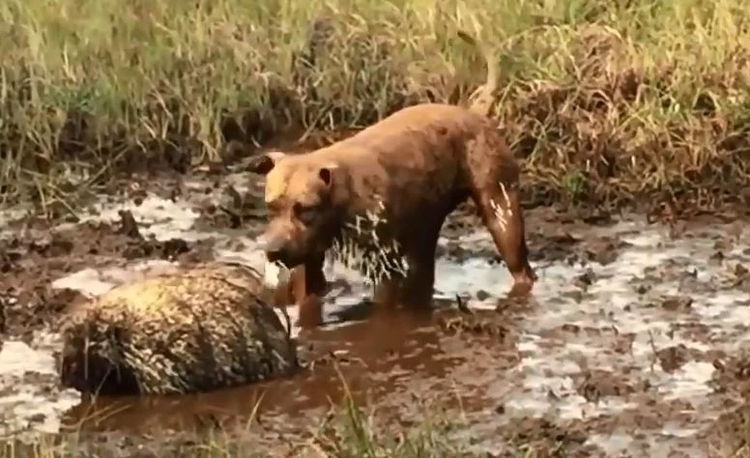 Hăng máu săn nhím, chú chó nhận cái kết đắng lòng Hang mau san nhim, chu cho nhan cai ket dang long
