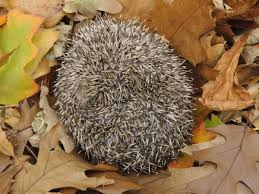 Hăng máu săn nhím, chú chó nhận cái kết đắng lòng - Hình 6 Hang mau san nhim, chu cho nhan cai ket dang long-Hinh-6