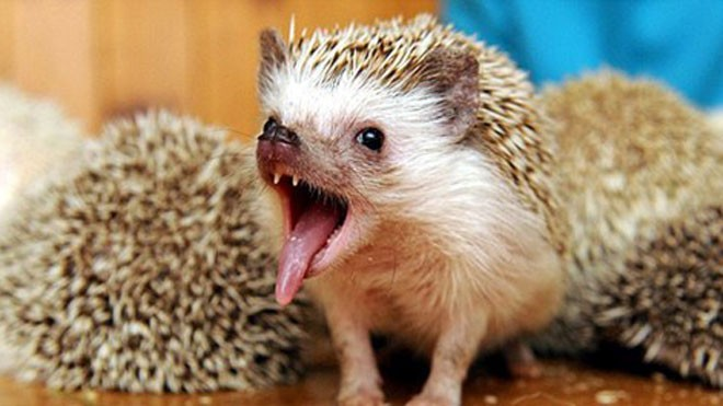 Hăng máu săn nhím, chú chó nhận cái kết đắng lòng - Hình 5 Hang mau san nhim, chu cho nhan cai ket dang long-Hinh-5