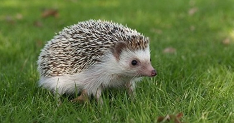 Hăng máu săn nhím, chú chó nhận cái kết đắng lòng - Hình 3 Hang mau san nhim, chu cho nhan cai ket dang long-Hinh-3