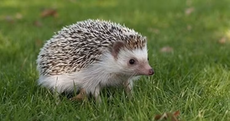 Hang mau san nhim, chu cho nhan cai ket dang long-Hinh-3