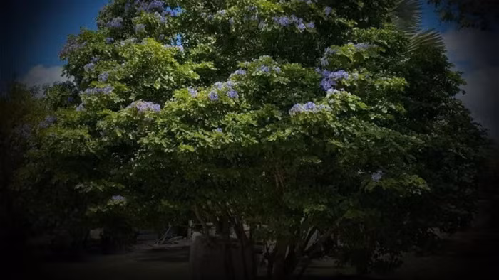 Tan muc loai go dat do nhat hanh tinh, dai gia thi nhau lung-Hinh-3