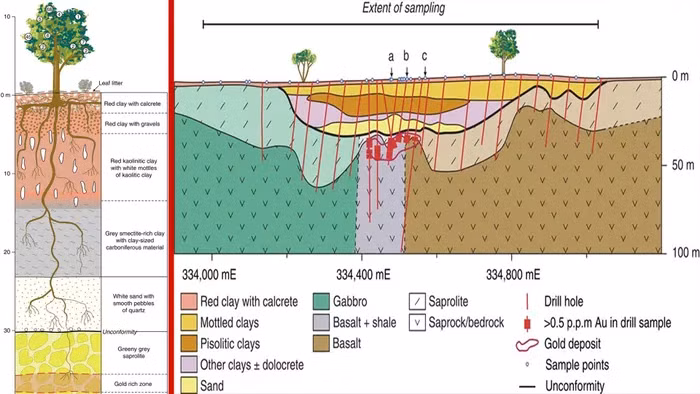 Sung sot loai cay tro ra... vang that, Viet Nam khong thieu-Hinh-3