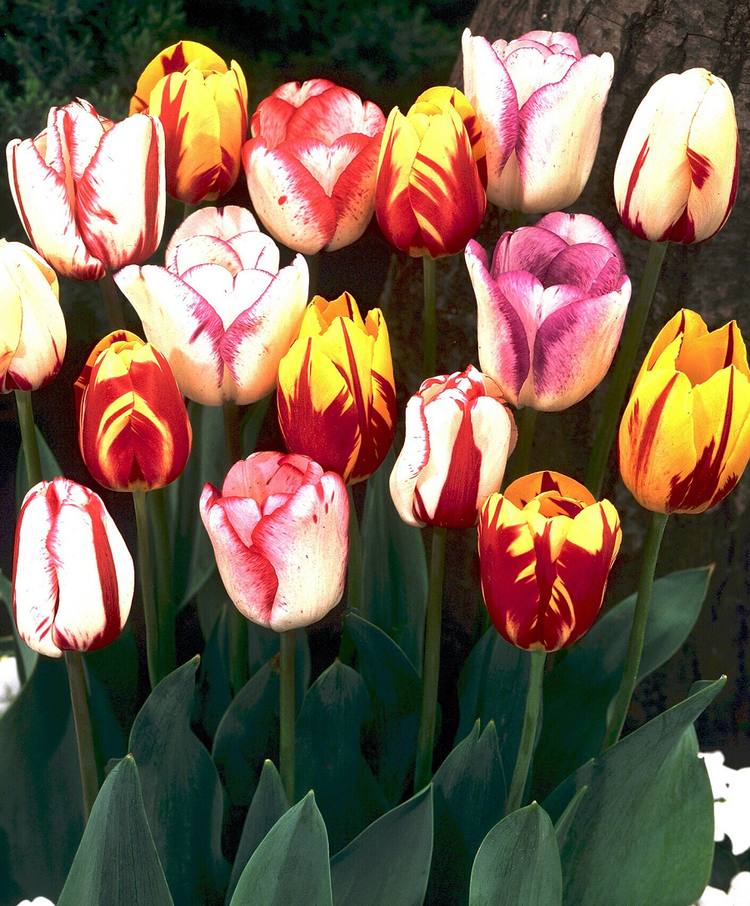 Me man 8 loai hoa dat do nhat hanh tinh: So 1 “vo gia“!-Hinh-6