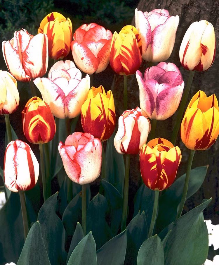 Me man 8 loai hoa dat do nhat hanh tinh: So 1 “vo gia“!-Hinh-6