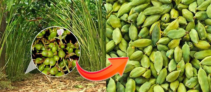 Loai gia vi dat do top 3 the gioi: Co day o Viet Nam!-Hinh-4