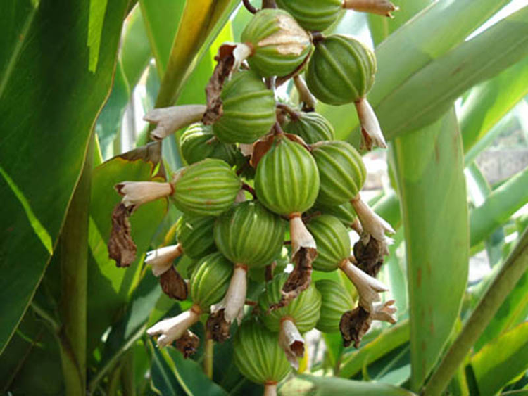 Loai gia vi dat do top 3 the gioi: Co day o Viet Nam!-Hinh-2