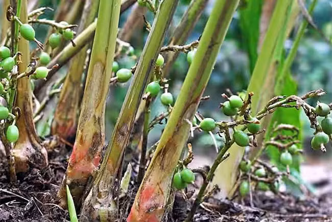 Loai gia vi dat do top 3 the gioi: Co day o Viet Nam!-Hinh-3