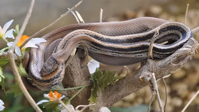 Loai ran hung hang nhung… nhat gan, “dong kich” gia chet tai tinh-Hinh-3