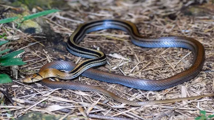 Loai ran hung hang nhung… nhat gan, “dong kich” gia chet tai tinh-Hinh-4