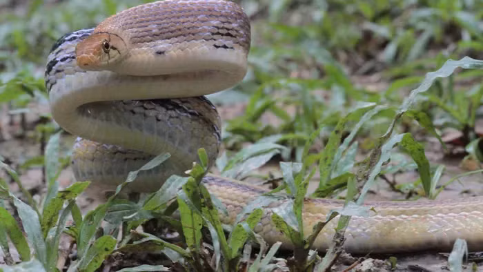 Loai ran hung hang nhung… nhat gan, “dong kich” gia chet tai tinh-Hinh-7