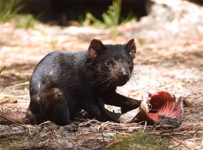 Sung sot loai sat thu bat ngo “tai xuat” sau 3.000 nam tuyet chung-Hinh-5