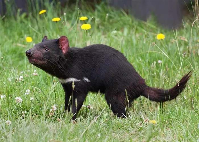 Sung sot loai sat thu bat ngo “tai xuat” sau 3.000 nam tuyet chung-Hinh-2