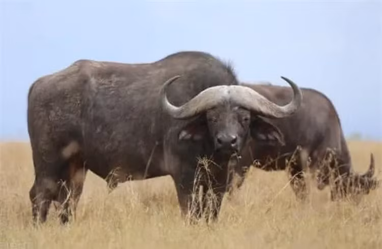 Top dong vat co the “ha guc” ho: 1 loai thuan duong o Viet Nam!-Hinh-5