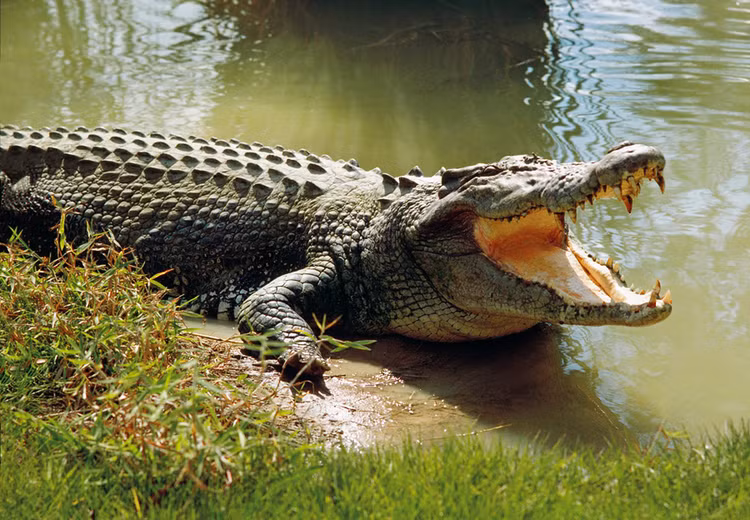 Top dong vat co the “ha guc” ho: 1 loai thuan duong o Viet Nam!-Hinh-2