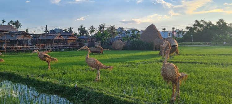 Me man vuon thu co 1-0-2 giua “canh dong bat tan” o Hoi An-Hinh-3