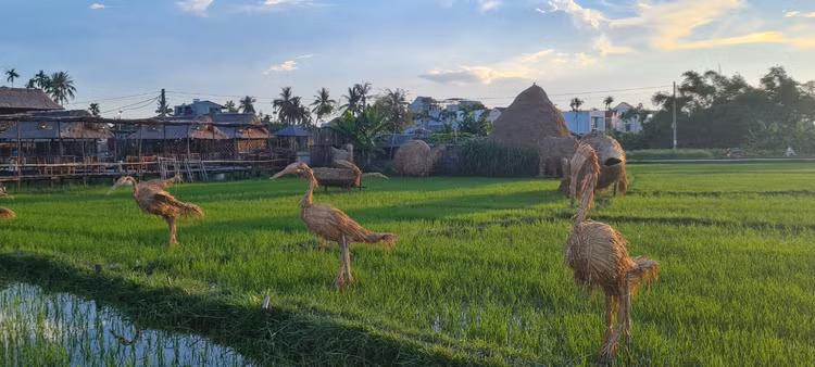 Me man vuon thu co 1-0-2 giua “canh dong bat tan” o Hoi An-Hinh-3