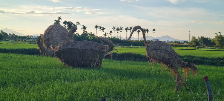 Me man vuon thu co 1-0-2 giua “canh dong bat tan” o Hoi An-Hinh-5