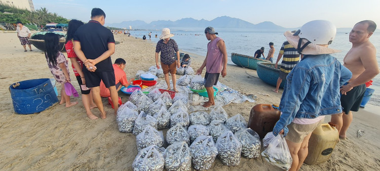 Ngu dan Da Nang kiem tien trieu nho trung dam ca com, ca trich-Hinh-7