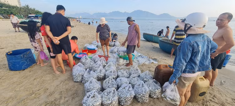 Ngu dan Da Nang kiem tien trieu nho trung dam ca com, ca trich-Hinh-7