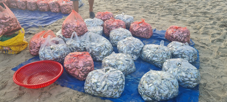 Ngu dan Da Nang kiem tien trieu nho trung dam ca com, ca trich-Hinh-11