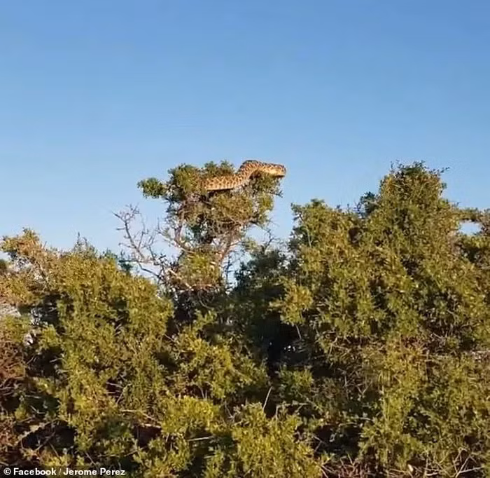 Soc nang chung kien 'quai vat' cuc doc tren ngon cay