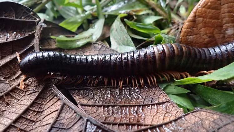 Ret khong lo tai xuat sau hon mot the ky tuyet tich