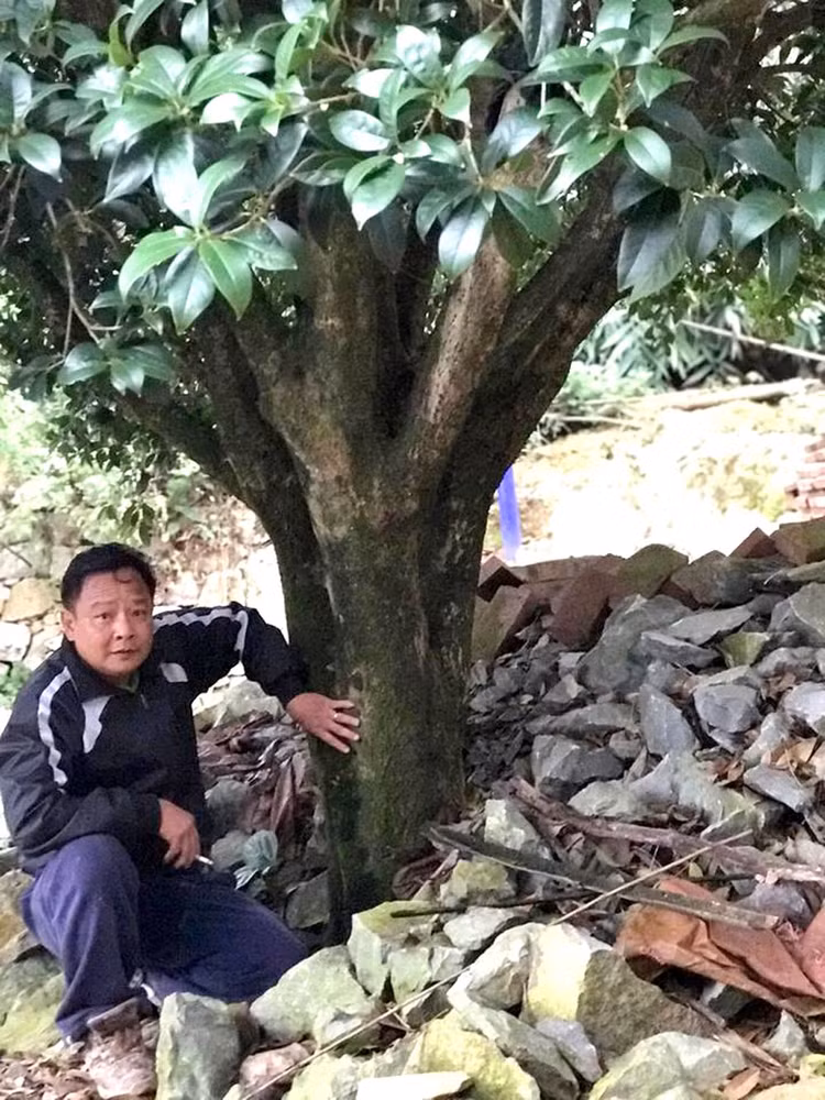 Loai cay cuc quy hiem tren the gioi, Viet Nam co nhieu-Hinh-6