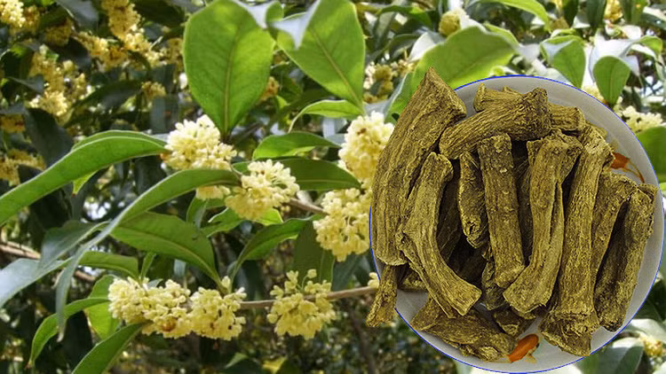 Loai cay cuc quy hiem tren the gioi, Viet Nam co nhieu