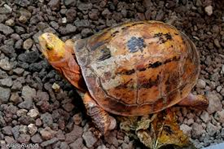 Rua hop tran vang duoc nhat tren duong o Quang Nam quy co nao?-Hinh-4