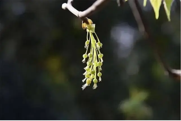 Loai cay chi con 5 ca the tren Trai Dat, quy hon kim cuong-Hinh-3