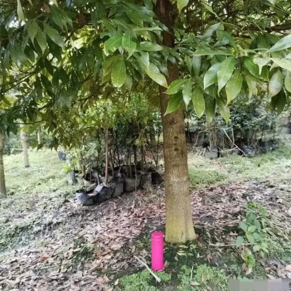 Loai go quy, dat gap 10 lan vang nhung khong ai dam trong-Hinh-4