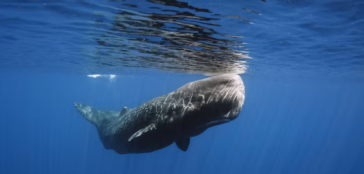 Vo duoc 'bau vat' khi dao bien, ngu dan chop mat doi doi-Hinh-3
