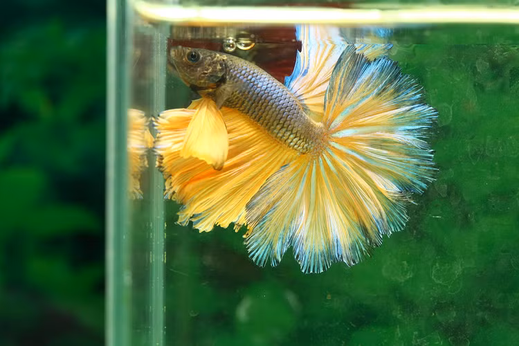 Viet Nam so huu loai ca choi dat bac nhat hanh tinh-Hinh-3