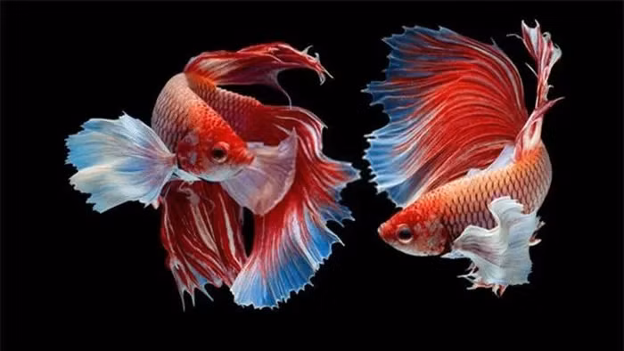 Viet Nam so huu loai ca choi dat bac nhat hanh tinh-Hinh-4