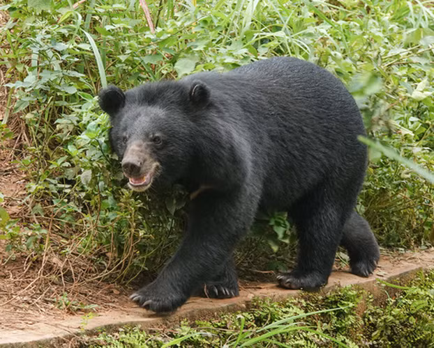 Giai cuu thanh cong ca the gau ngua quy hiem o Lao Cai-Hinh-8