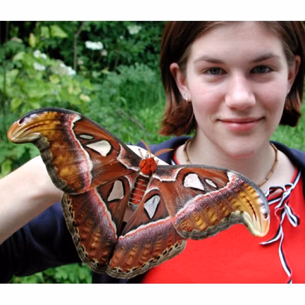 Can canh loai buom khong lo co ten trong Sach do Viet Nam-Hinh-2