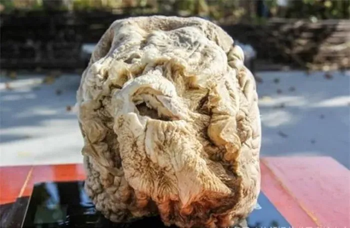 Sung sướng khi đào được tảng đá lạ giá trị gần 10.000 tỷ - Hình 2 Sung suong khi dao duoc tang da la gia tri gan 10.000 ty-Hinh-2