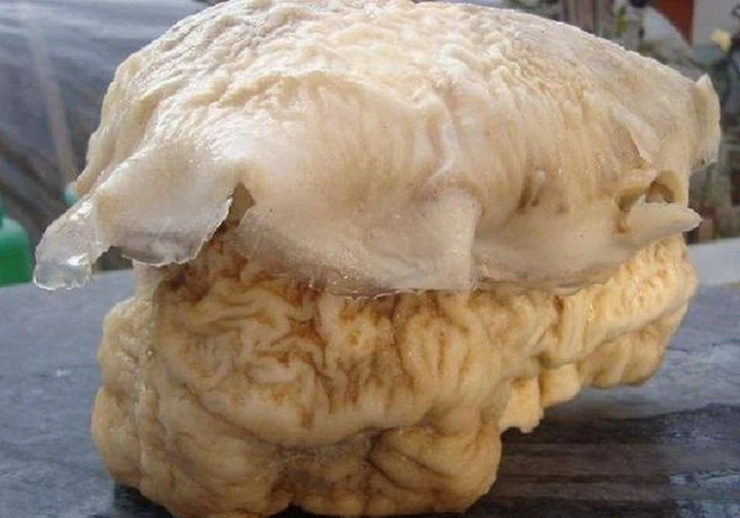 Sung sướng khi đào được tảng đá lạ giá trị gần 10.000 tỷ - Hình 6 Sung suong khi dao duoc tang da la gia tri gan 10.000 ty-Hinh-6