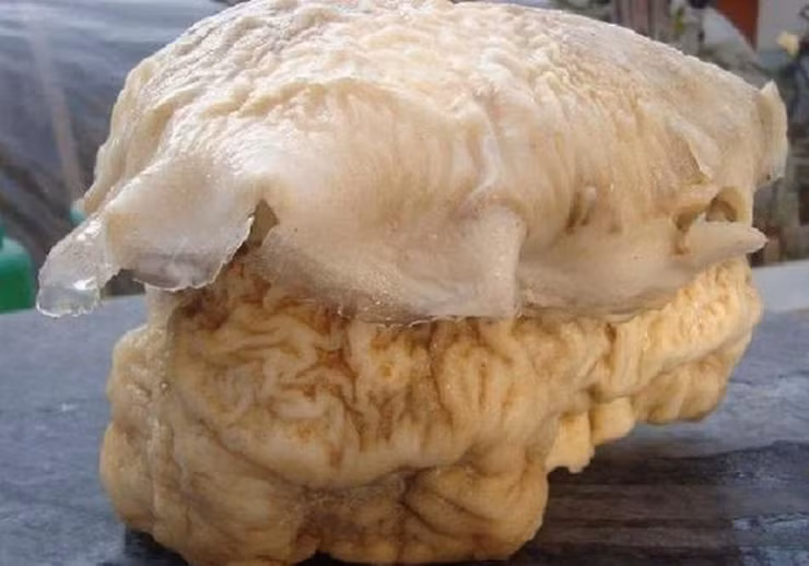 Sung suong khi dao duoc tang da la gia tri gan 10.000 ty-Hinh-6