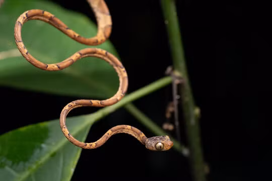 Loai ran ky la quang dau giat con moi trong tich tac-Hinh-6